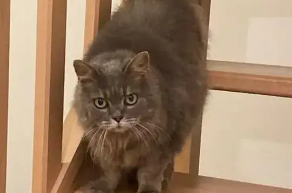 Chat perdu, , photo: Chatte grise âgée disparue à Saint-Symphorien