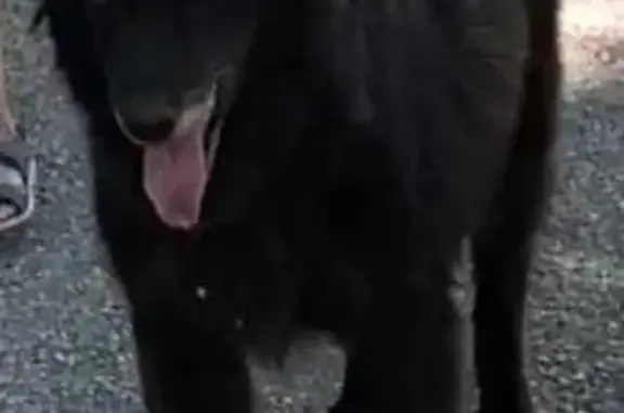 Chien perdu , photo : Chienne Gronendael Noire Perdue Occitanie