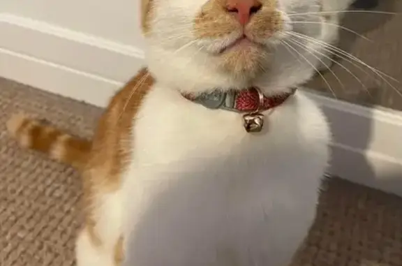 Lost Ginger & White Cat with Orange Nose