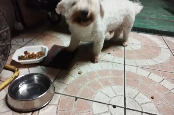 Animaux trouvés Douai, photo: Bichon blanc trouvé sans collier à Douai