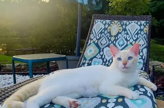 Missing Flame Point Siamese Cat - Brandon