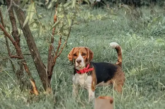 Beagle femelle tricolore perdue à Dourgne - photo