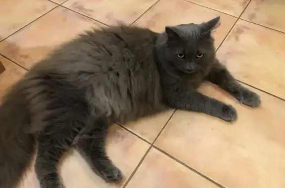 Animaux perdus Lion-sur-Mer, photo: Chat mâle gris perdu à Lion-sur-Mer