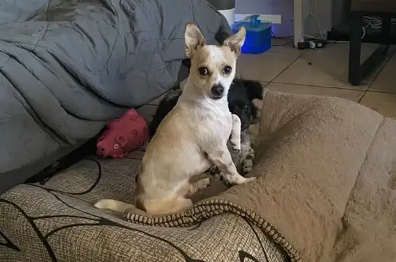 Lost Chihuahua/Jack Russell Mix in Tucson