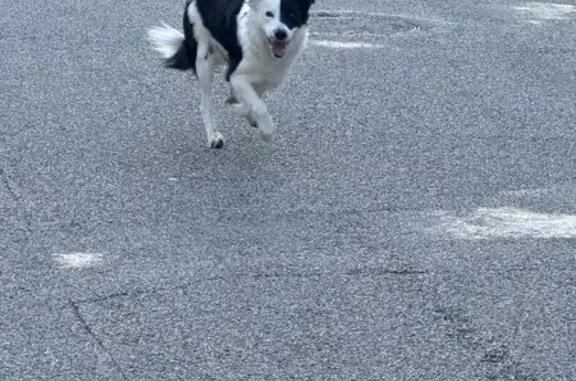 Chien noir et blanc à poils longs vu Rue de Champagneux - photo