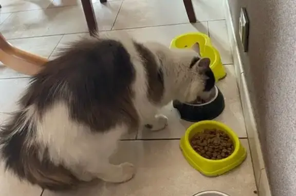 Chat mâle sociable cherche foyer aimant - photo