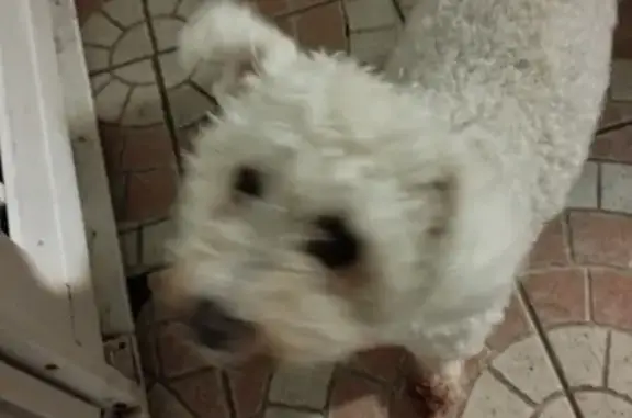Bichon maltais trouvé à Douai, rue Guynemer - photo