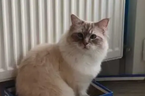 Animaux perdus Arques, photo: Chat sacré de Birmanie perdu à Arques