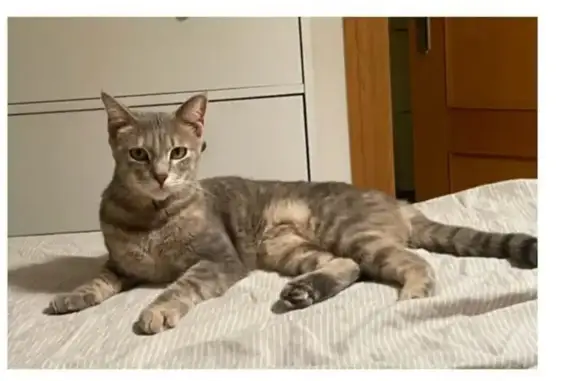 ¡Gata Atigrada Gris Perdida en Almería! Responde a Sabi