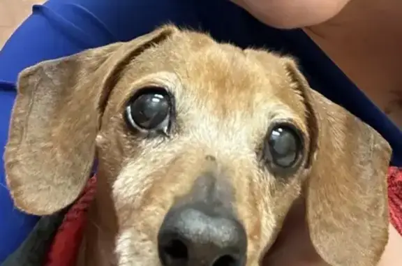 Lost Dachshund: Red, Needs Meds, Sanford Dr.