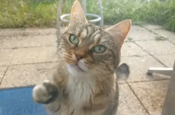 Chatte trouvée sans queue à Eybens - photo