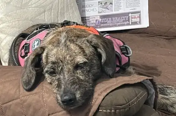 Found: Hungry Female Brindle Terrier