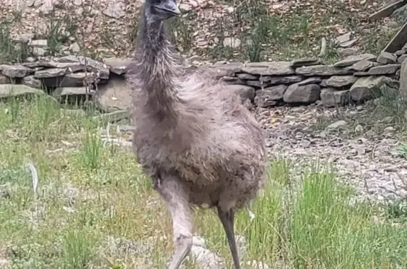 Lost Emu: Help Find Him in Greentown, PA