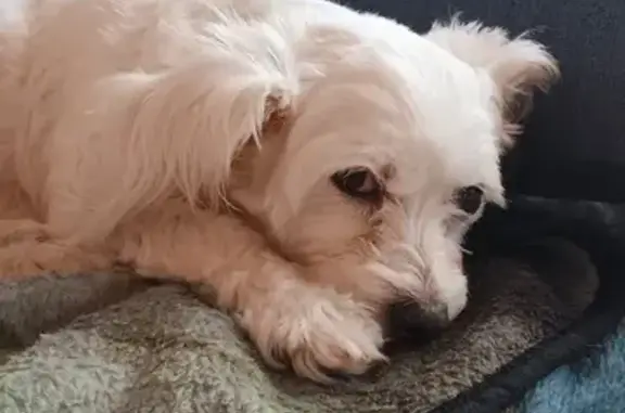 Lost: Timid White Maltese in Wichita