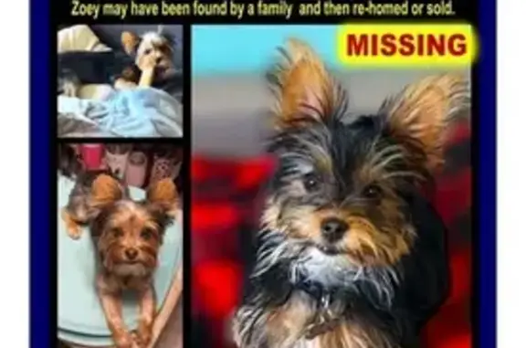 Missing Yorkie Puppy on West Edgewood