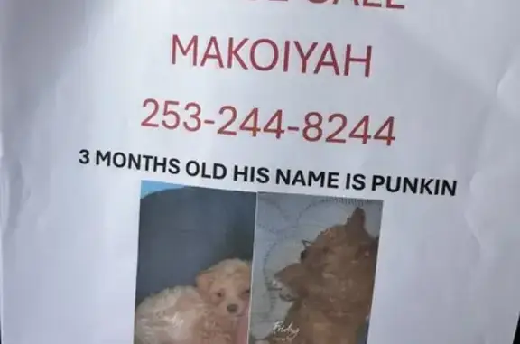 Lost Maltipoo: Punkin on 112th St, Tacoma