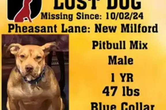 Missing Friendly Pit Bull: Reward Offered