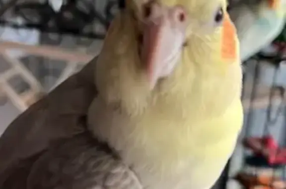 Lost Cockatiel: Yellow & Gray in Arcadia