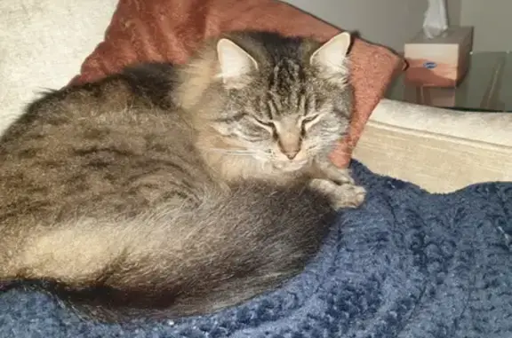 Help Find Vinnie: Fluffy Cat Missing!