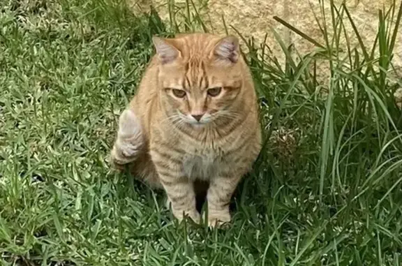 ¡Ayuda! Gato Naranja Perdido en Palomares