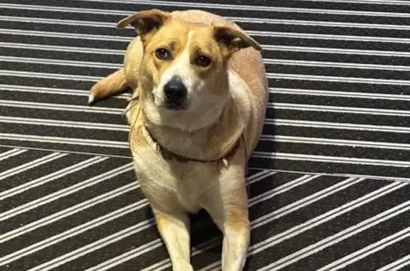 Chienne trouvée Allée Baco, Nantes - photo