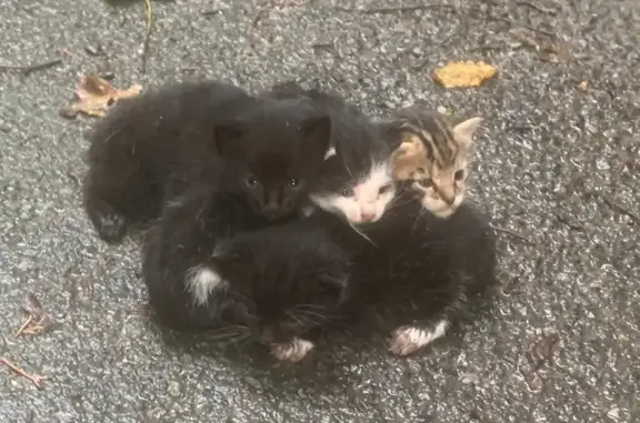 Cinq chats trouvés sur le Chemin des Corvelles - photo