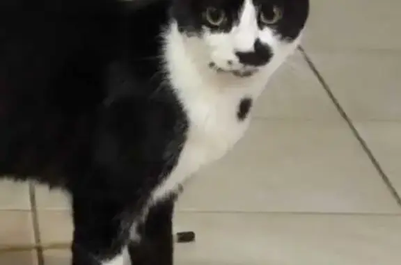 Animaux trouvés Saint-Marcel-lès-Valence, photo: Chaton joueur trouvé, Rue Marcel Pagnol