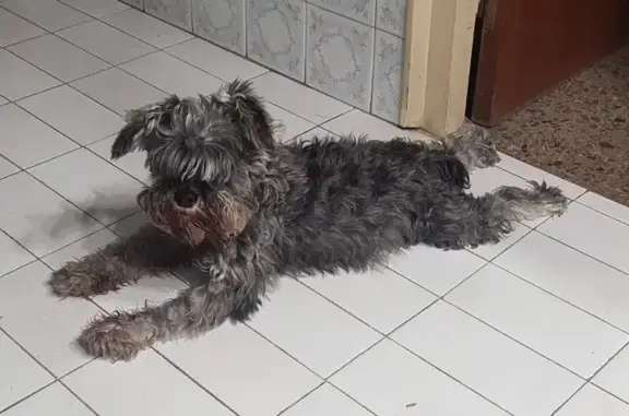 Schnauzer Mini Perdido en Ribera d'Urgellet