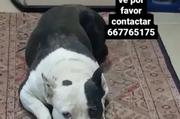 ¡Ayúdanos a encontrar a Lola, perrita perdida!