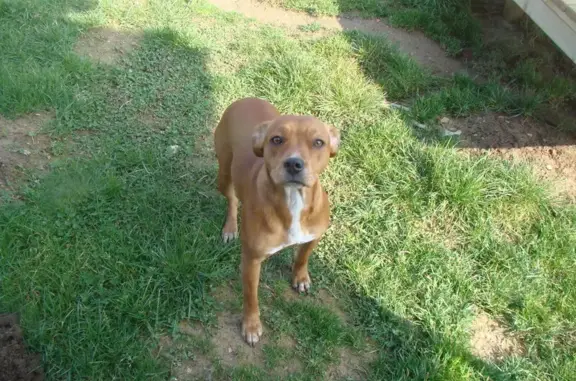 Chien perdu Varennes-Saint-Sauveur, photo : Petite chienne croisée staffy perdue 71