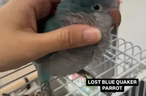 Lost Blue Quaker Parrot: Tang Yuan