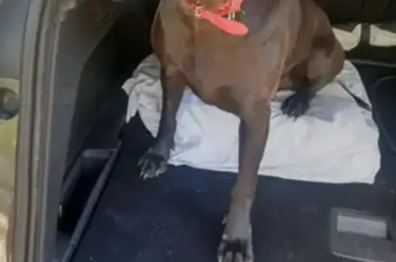 Chienne disparue: BIBI, croisée braque noir - photo