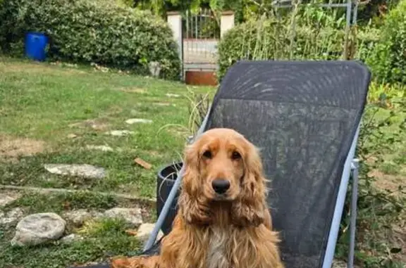 Chien perdu , photo : Chienne cocker rousse perdue à Saint-Sozy