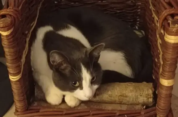 Chat adulte gris-blanc perdu à Château-Gontier - photo