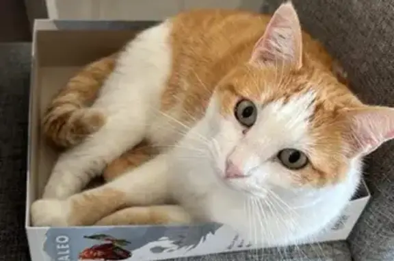 Chat perdu, , photo: Chat roux et blanc perdu à Cruscades
