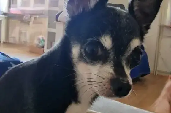 Chihuahua perdu à Strasbourg - photo