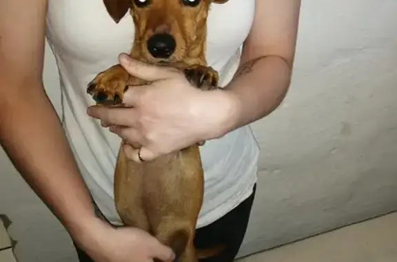 Lost Dachshund Mix: Sussie in Sasolburg