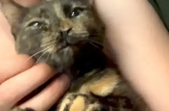 Chat perdu, Louviers, photo: Chatte écaille disparue à Louviers