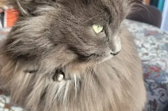 Chat perdu à Vétraz-Monthoux - photo