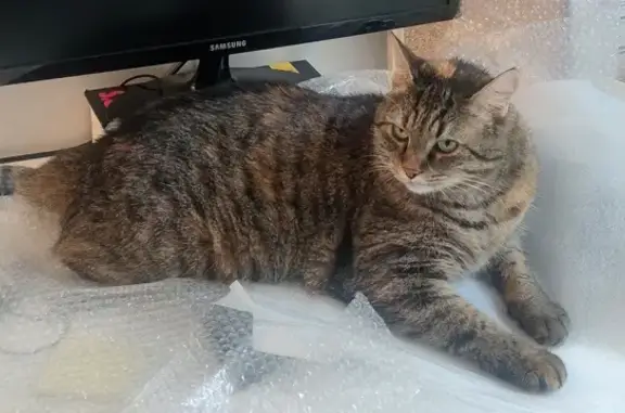 Chat perdu, Enghien-les-Bains, photo: Chatte tigrée rousse/grise perdue à Enghien