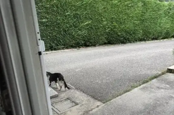 Chat blessé vu Impasse des Thuyas - photo