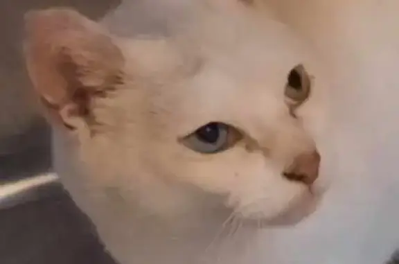 Animaux trouvés Charleville-Mézières, photo: Chatte blanche hétérochrome câline trouvée