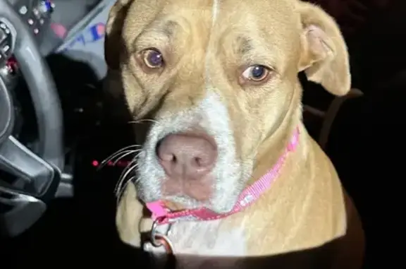 Found: Friendly Tan & White PitBull Mix