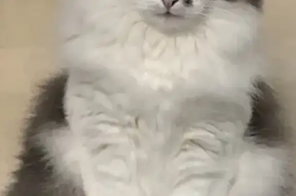 Chat perdu, Lattes, photo: Chatte norvégienne blanche/grise perdue à Lattes