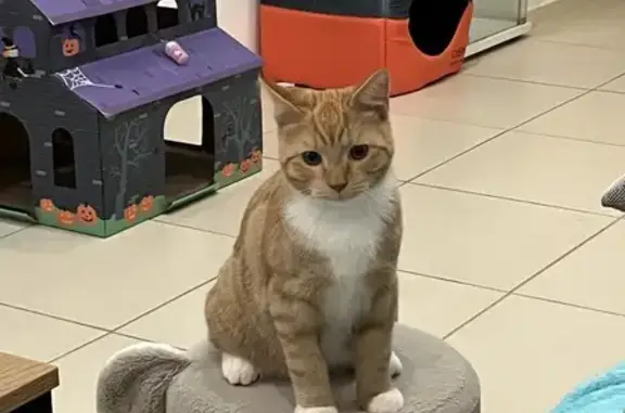 Lost Ginger Tabby in Lidcombe Area