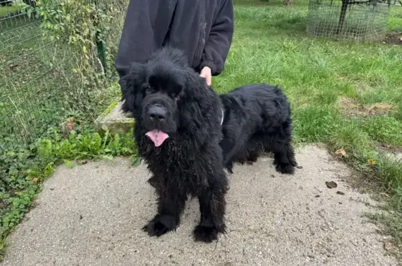 Chien Terre-Neuve trouvé Rue des Communaux - photo