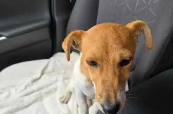 Jeune chienne trouvée à Ormes - photo