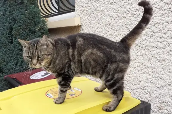 Chat trouvé à Riorges en septembre 2024 - photo