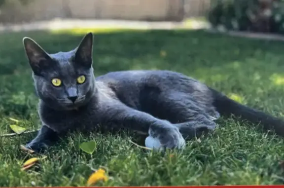 One year old female Russian Blue mix. The cat is grey/silver. She was last seen the morning of September 30th. She has a chip and collar with her name and owner phone numbers.