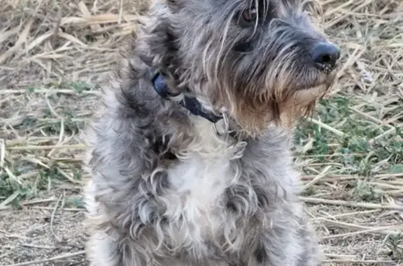Chien perdu Saint-Nazaire, photo : Chienne croisée perdue à Saint-Nazaire